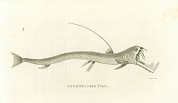 Постер Piper-Mouther Pike