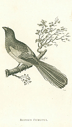 Постер Rufous Curucui