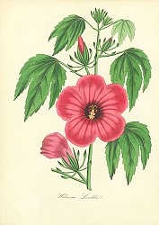 Постер Hibiscus Lindlei