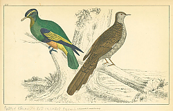 Постер Goldsmith's Birds №2