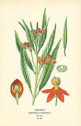 Постер Redhead (Asclepias Curassavica) 1