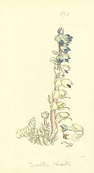 Постер Sowerby Ботаника №12