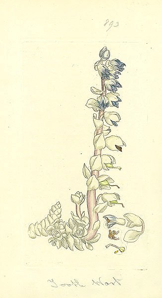 Sowerby Ботаника №12