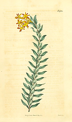 Постер Curtis Ботаника №42