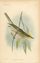 Постер Heteropelma Flavicapillum 1