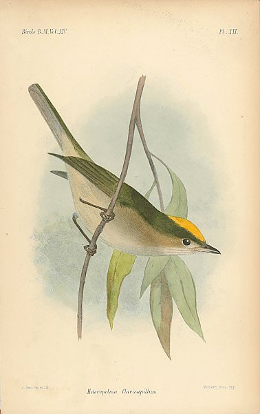 Heteropelma Flavicapillum 1