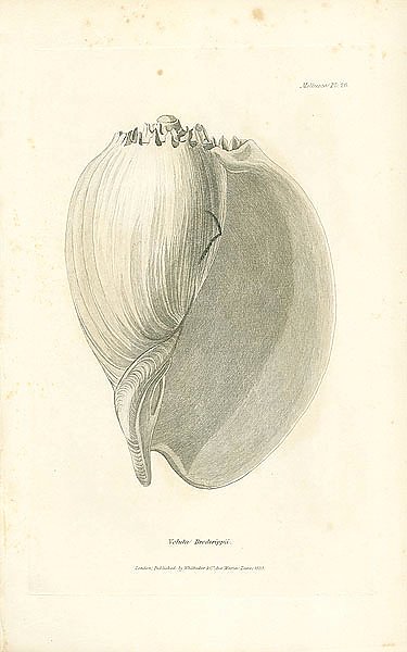 Voluta Broderippii 1