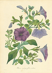 Постер Petunia Nyctaginiflora Violacea