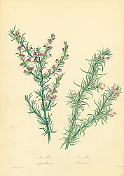 Постер Muraltia Stipulacea, Muraltia Heisteria Постер Muraltia Stipulacea, Muraltia Heisteria