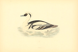 Постер Smew 1