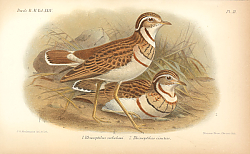Постер Rhinoptilus Seebohmi, Rhinoptilus Cinctus 1 Постер Rhinoptilus Seebohmi, Rhinoptilus Cinctus 1