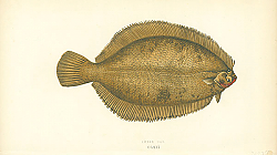 Постер Smear Dab