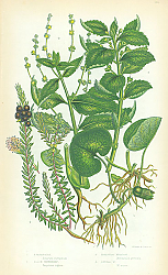 Постер Asababacca, Black Crowberry, Perennial Mercury, Annual 1 Постер Asababacca, Black Crowberry, Perennial Mercury, Annual 1