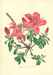 Постер Azalea Indica Danielsia