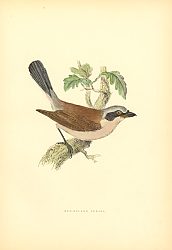 Постер Red-Backed Shrike 3