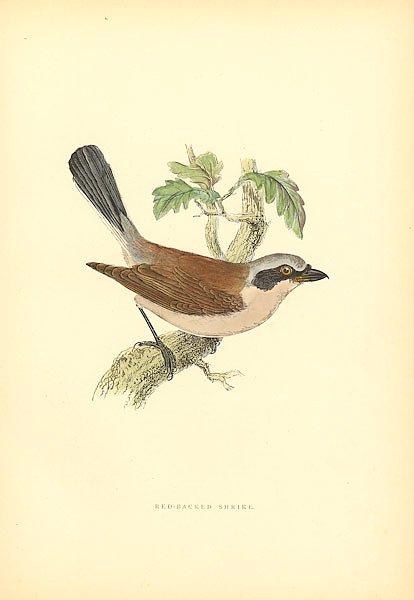 Red-Backed Shrike 3
