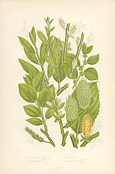 Постер Round Eared Sallow, Greater Round Eared s., Dark Leaved s., Intermediate Willow 1