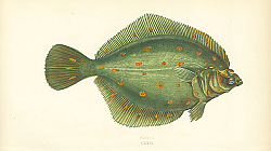 Постер Plaice 1