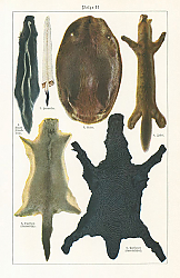 Постер Belze II