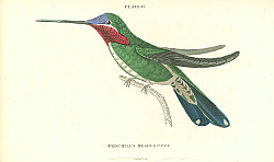 Постер Trochilus Mesoleucus