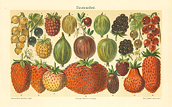 Постер Beerenobst 5