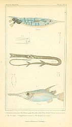 Постер Eistularia tabacaria, Centrisens scolax, Amphisile scutatus Постер Eistularia tabacaria, Centrisens scolax, Amphisile scutatus