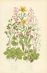 Постер London Pride, Starry s., Alpine Clustered s., Purple Mountain s., Yellow Marsh s.y., Mountain s., Wh 1