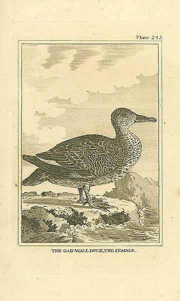 The Gad-Wall Duck, the Female