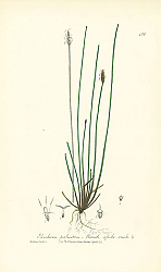 Постер Eleocharis palustris. Marsh spike-rush Постер Eleocharis palustris. Marsh spike-rush