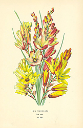 Постер Ixia Maculata 1