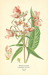 Постер Royle's Balsam (Impatiens Roylei) 1