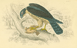 Постер Hobby 5