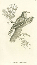 Постер Common Wryneck