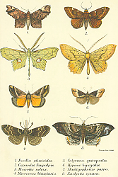 Постер Focilla plusioides