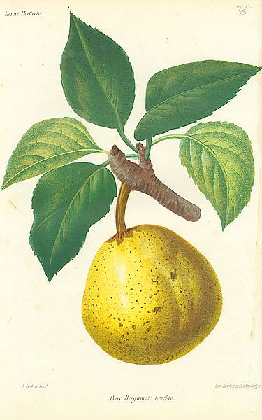 Poire Bergamote Leseble