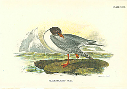 Постер Black-Headed Gull 1