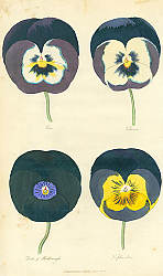 Постер Pansies 1