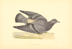 Постер Rock Dove 5