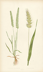 Постер Cynosurus Cristatus, c. Echinatus 1