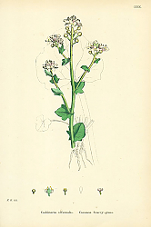Постер Cochlearia Officinalis. Common Scurvy-grass. Постер Cochlearia Officinalis. Common Scurvy-grass.