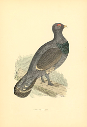 Постер Capercaillie 1
