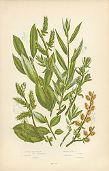 Постер Little Tree Willow, Dons w., Dwarf Silky, Ambiguous w. 1