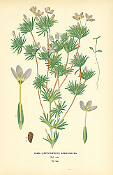 Постер Gilia (Leptosiphon) Androsacea 1