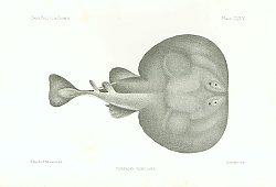 Постер Torpedo Nobiliana 1