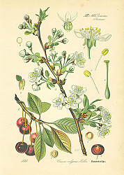 Постер Rosaceae, Pruneae, Cerasus vulgaris Miller 1