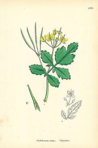 Chelidonium majus. Celandine.