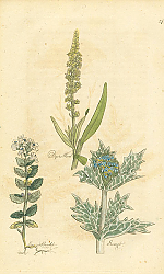 Постер Dyers Weed, Eye Bright, Eringo 1