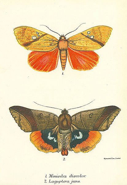 Miniodes discolor, Lagoptera juno