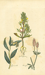 Постер Groundpine, Gromwell, Haresfoot 1