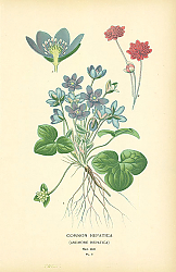 Постер Common Hepatica (Anemone Hepatica) 1 Постер Common Hepatica (Anemone Hepatica) 1